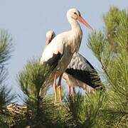 Cigogne blanche