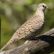 Inca Dove