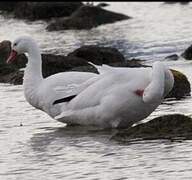 Coscoroba Swan