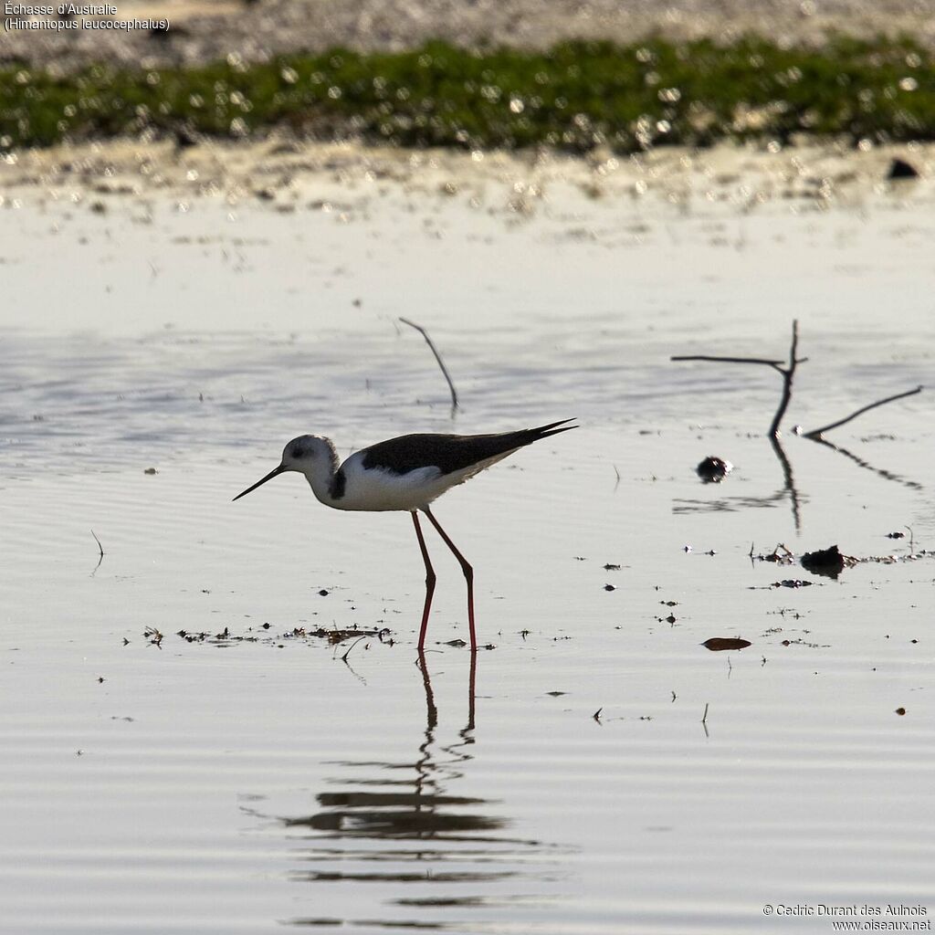 Pied Stilt