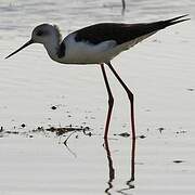 Pied Stilt