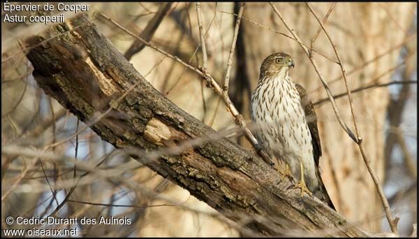 Cooper's Hawk