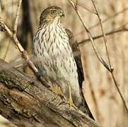 Cooper's Hawk