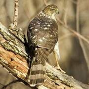 Cooper's Hawk