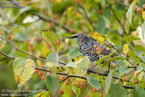 Common Starling