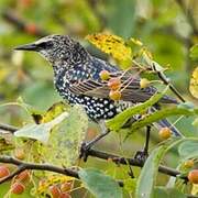 Common Starling