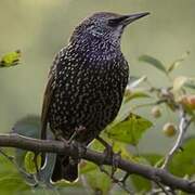 Common Starling