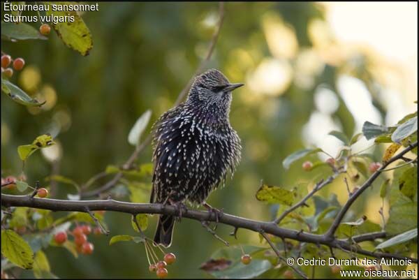 Common Starling