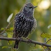 Common Starling