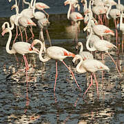 Greater Flamingo