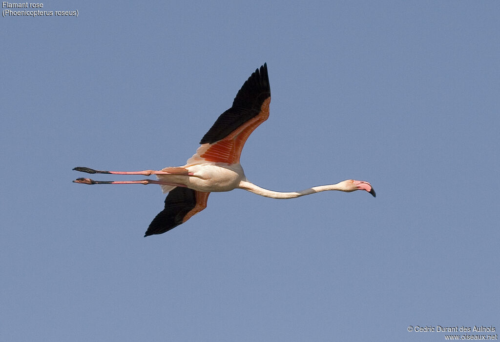 Flamant rose