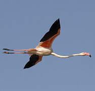 Greater Flamingo