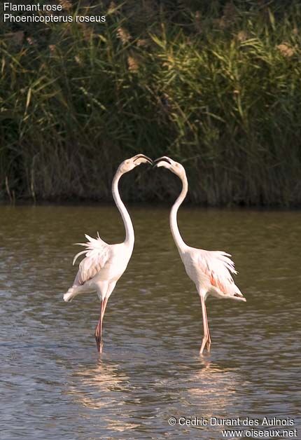 Flamant rose