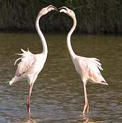 Greater Flamingo