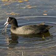 Eurasian Coot