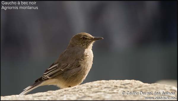 Black-billed Shrike-Tyrant