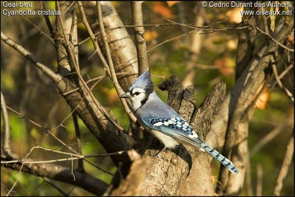 Blue Jay