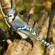 Blue Jay