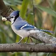 Blue Jay