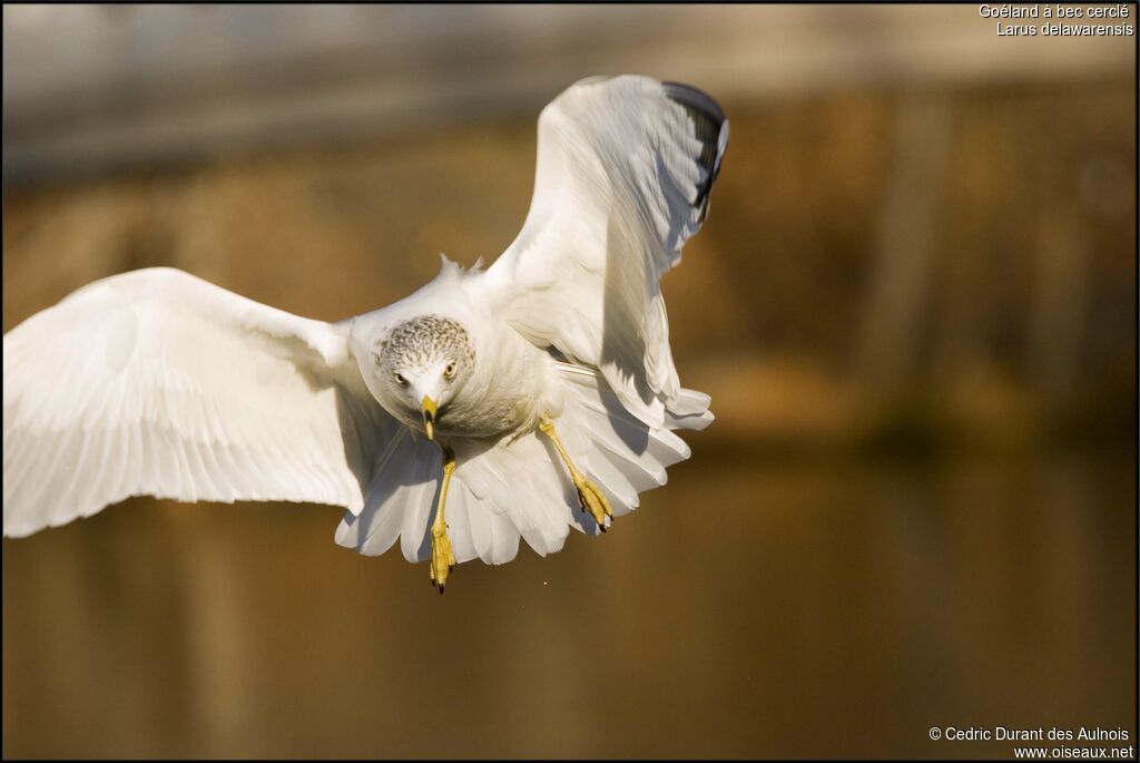 Ring-billed Gull