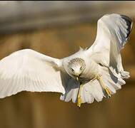 Ring-billed Gull