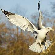 Ring-billed Gull