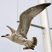 Yellow-legged Gull