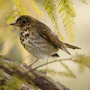 Wood Thrush