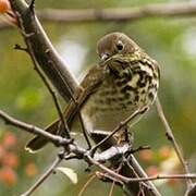 Wood Thrush