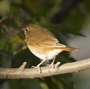 Veery