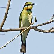 Rainbow Bee-eater