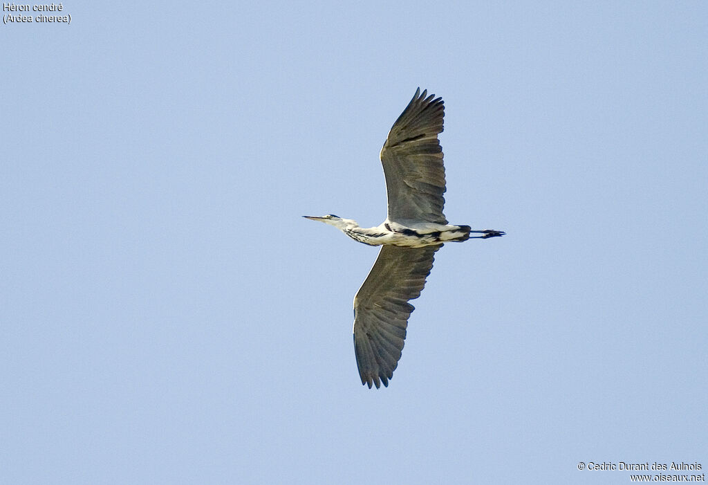 Grey Heron