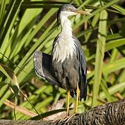 Pied Heron