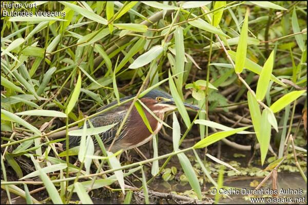 Green Heron