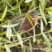 Green Heron