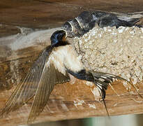 Barn Swallow