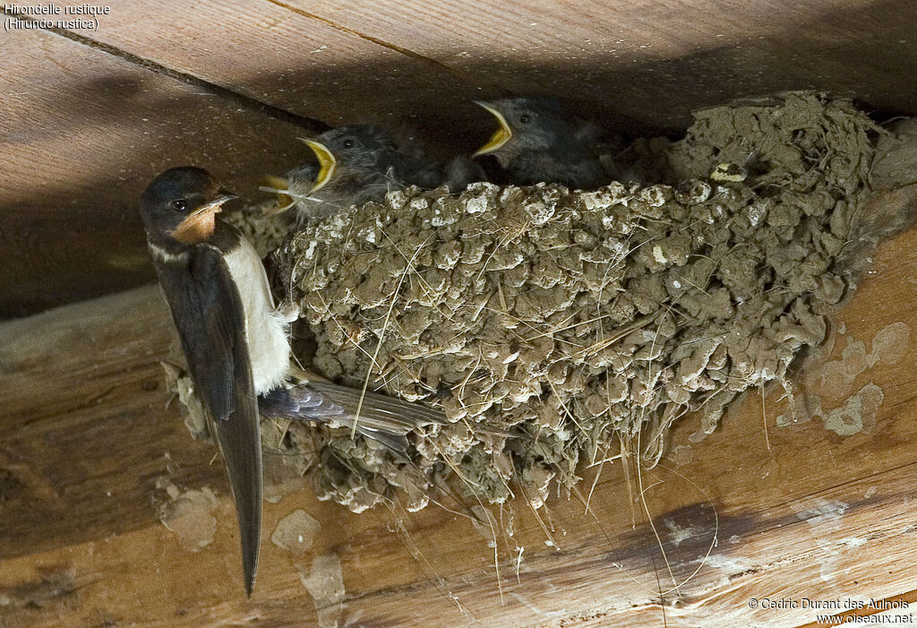 Barn Swallow