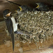 Barn Swallow