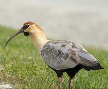 Black-faced Ibis