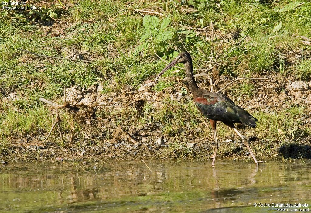 Ibis falcinelle