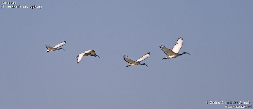 African Sacred Ibis