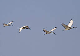 African Sacred Ibis