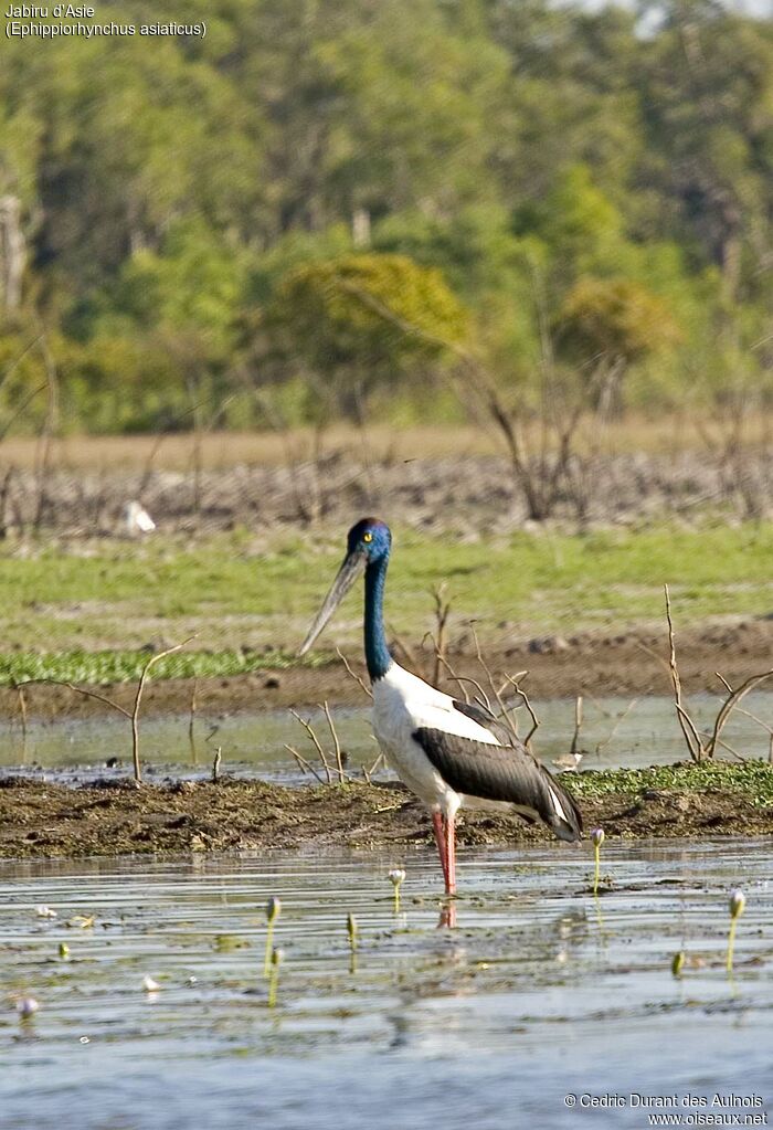 Black-necked Stork