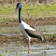 Black-necked Stork