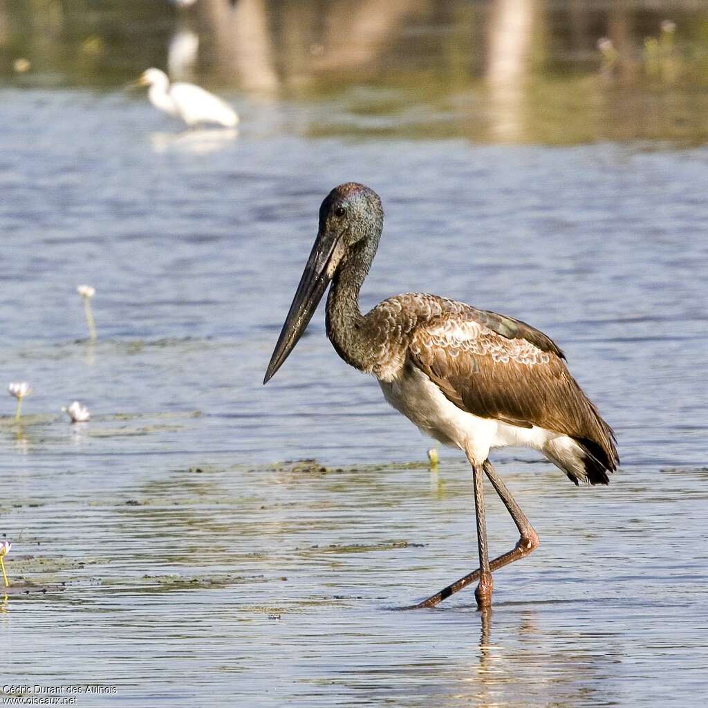 Black-necked Storkjuvenile