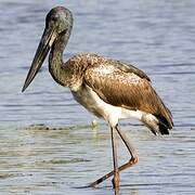 Black-necked Stork