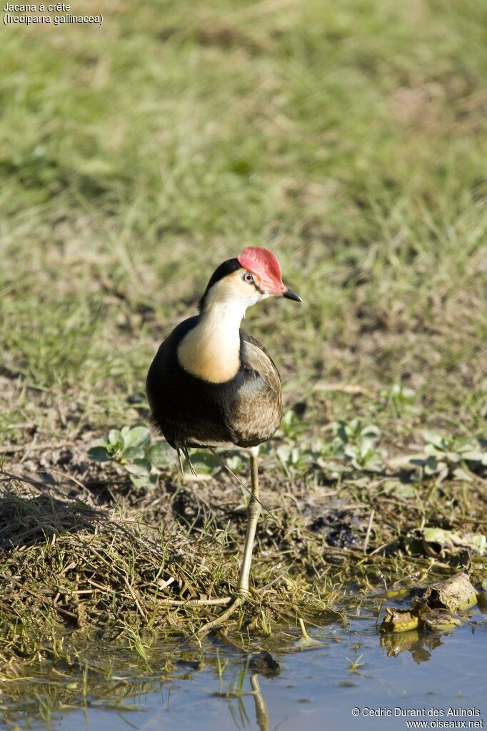 Comb-crested Jacana