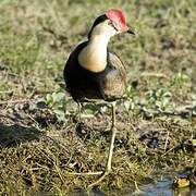 Comb-crested Jacana