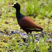 Jacana du Mexique