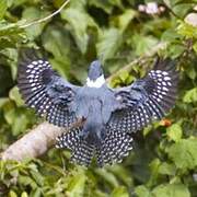 Ringed Kingfisher